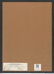 Triceratium turgidum Cleve (de-Toni-Nr.: Genus 140, Species 3965) Zeichnungen Sammlung Grunow Mappe 03966 (Herbarium_W_Grunow_drawings_Folder_03966)